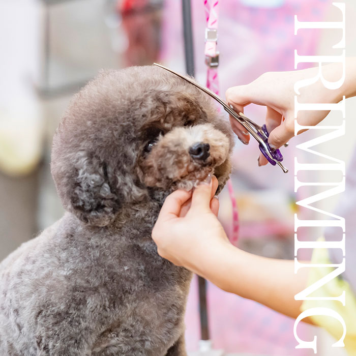 Pet House わん’s